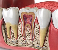 Illustration of inner nerves and structure of tooth